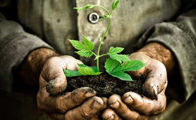 Man hands holding a green young plant